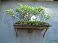 Bonsai Melaleucas 